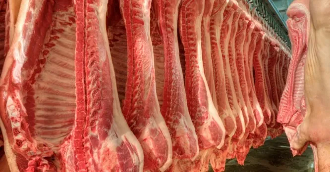 Meias carcaças suínas penduradas na câmara fria